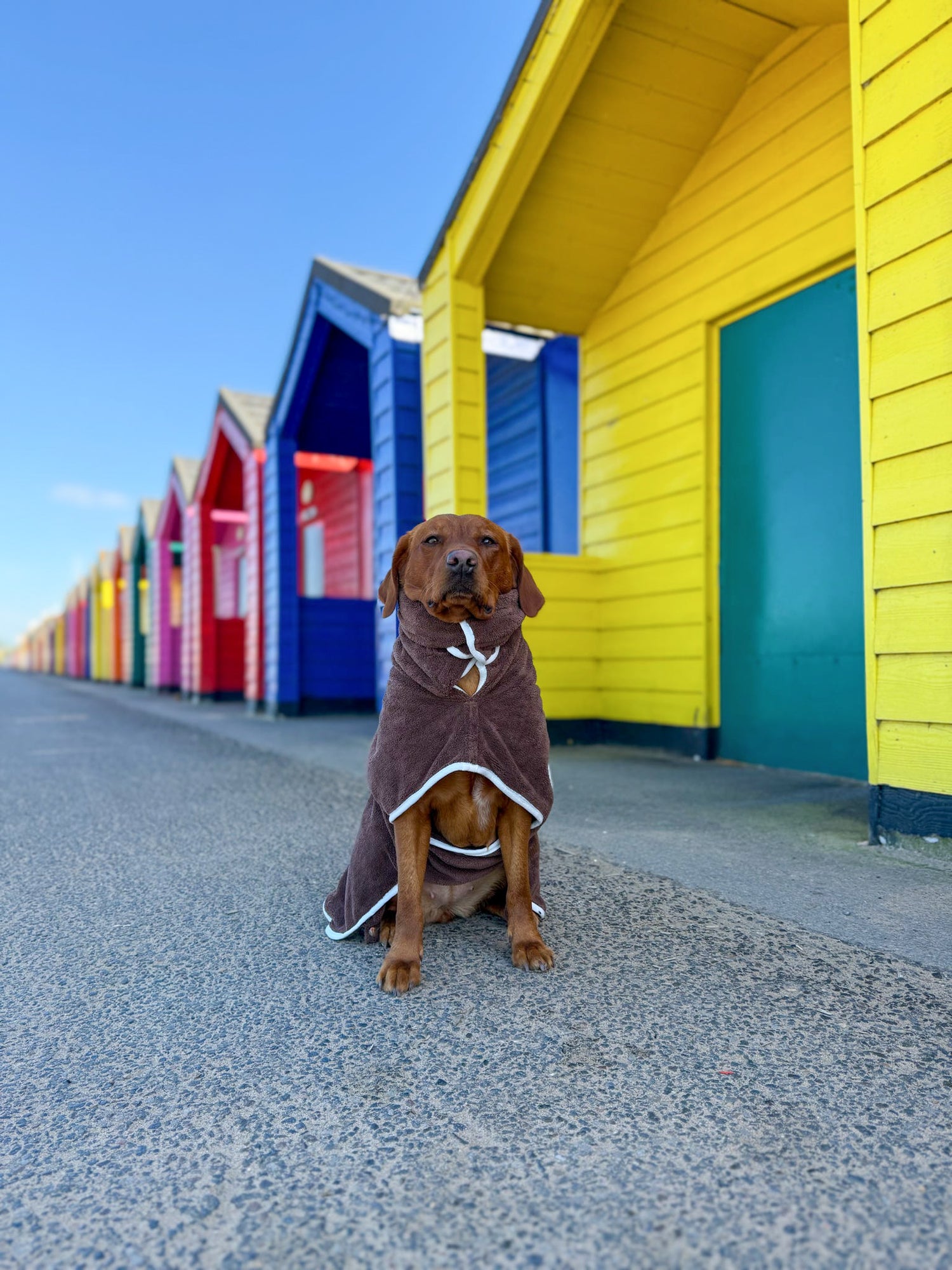 Pastel Pooch® Dog Drying Coat (Gen 2- The Modified)