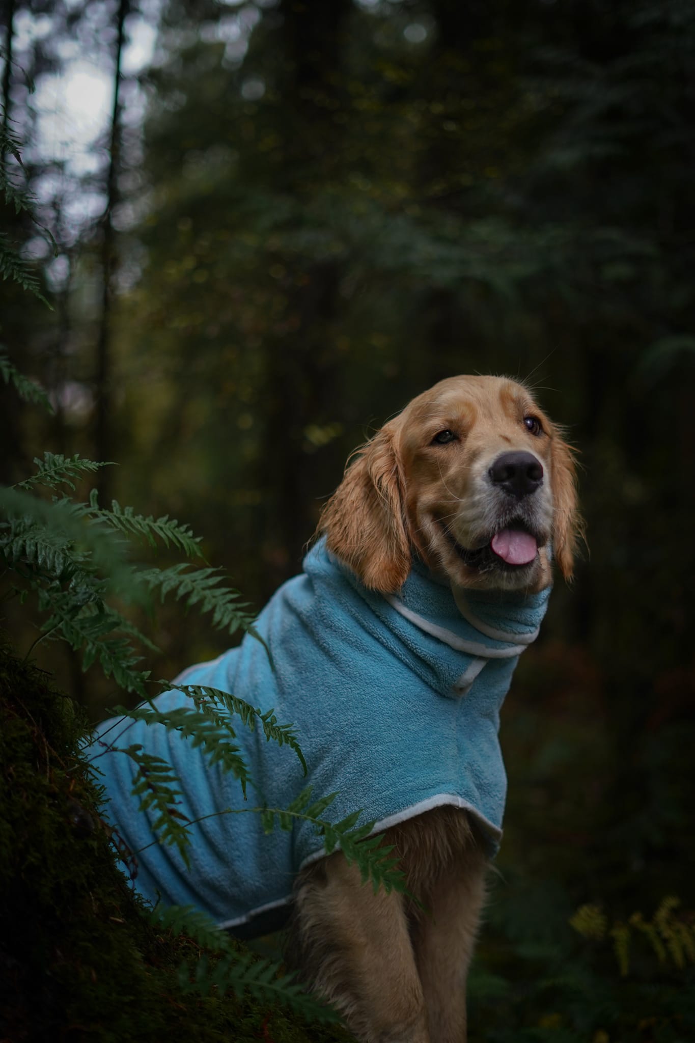 Blue Robe Golden Retriever