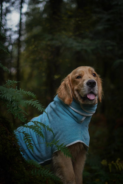 Blue Robe Golden Retriever