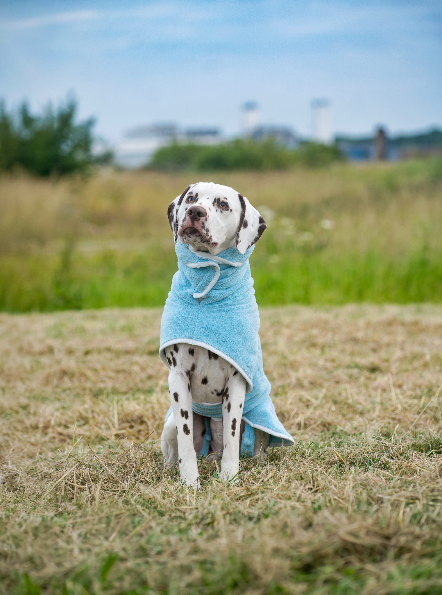 Dalmation Blue Robe