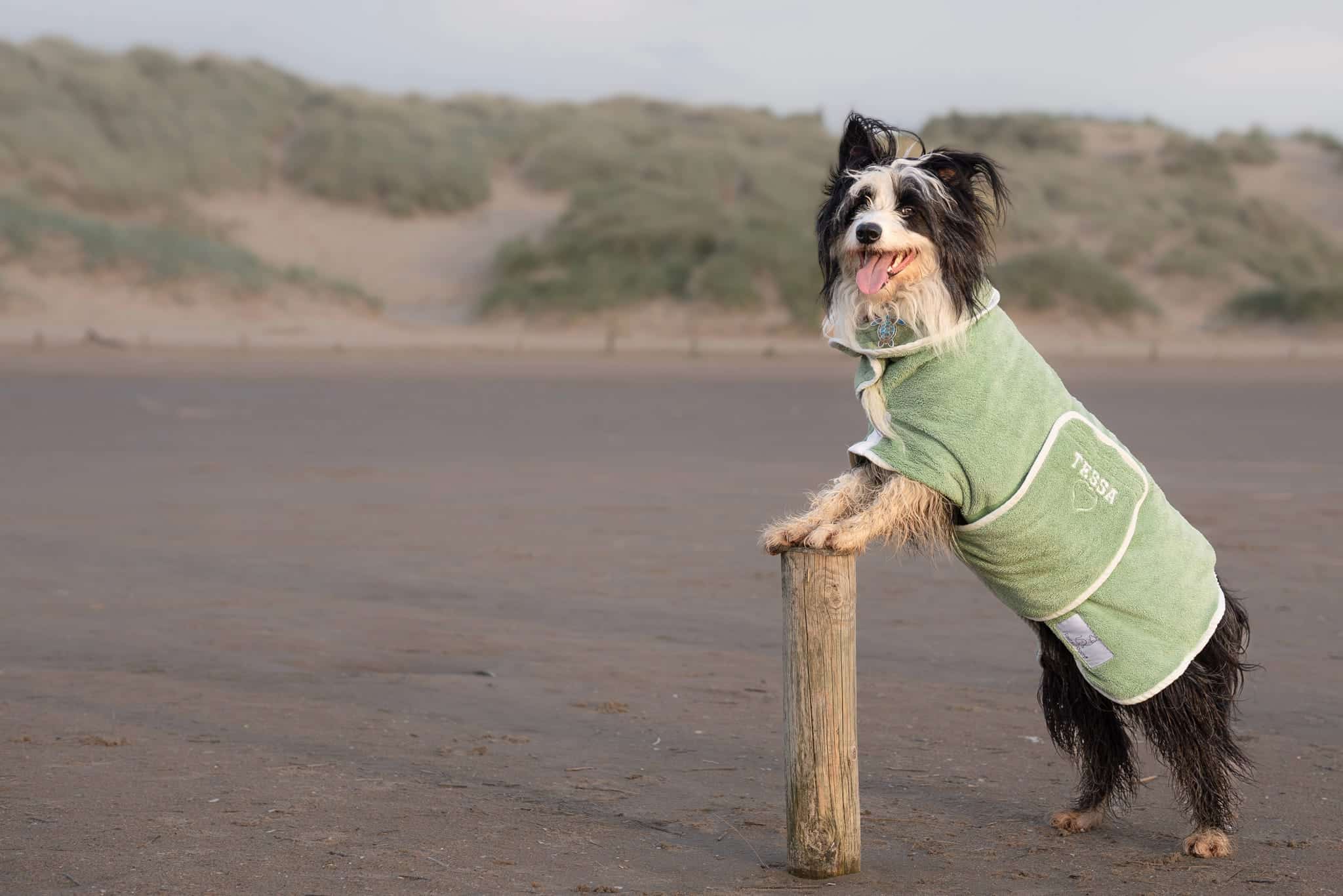 Green Dog Drying Robe