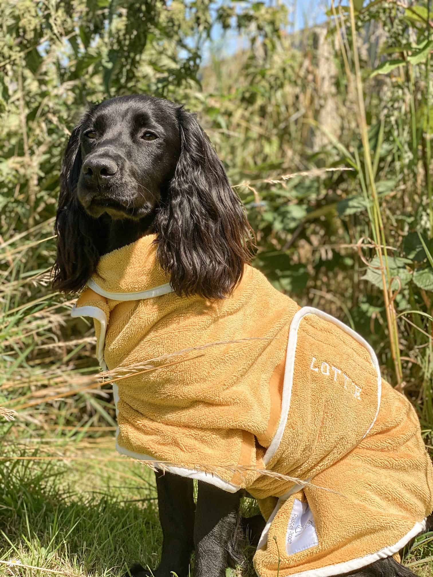 Spaniel Dog Drying Coat