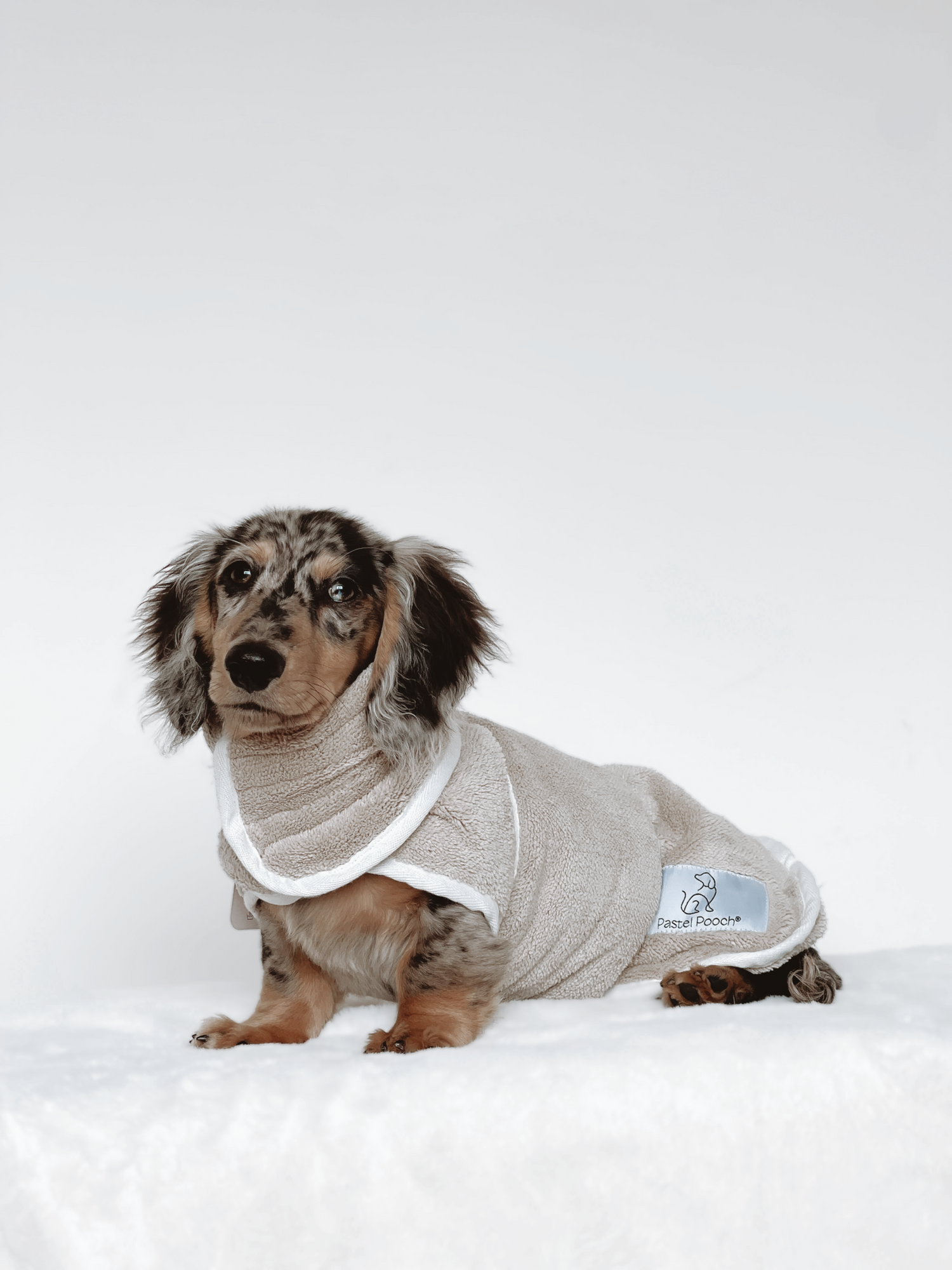 Dachshund in beige coat