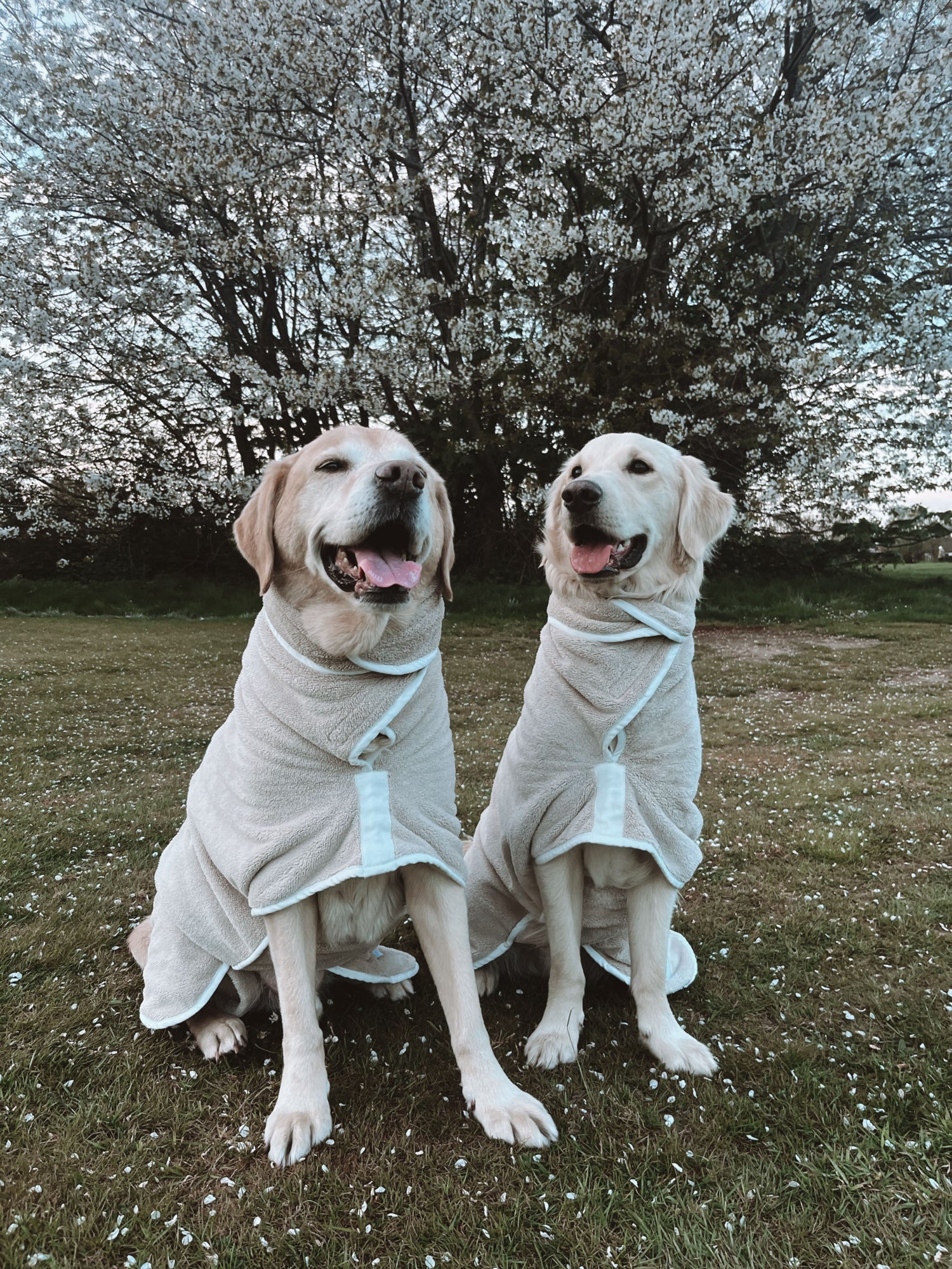 Our Drying Coats Pastel Pooch Boutique