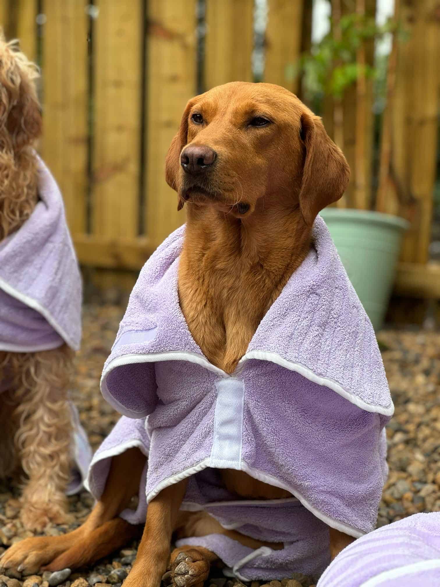 Labrador Dog Drying Coat