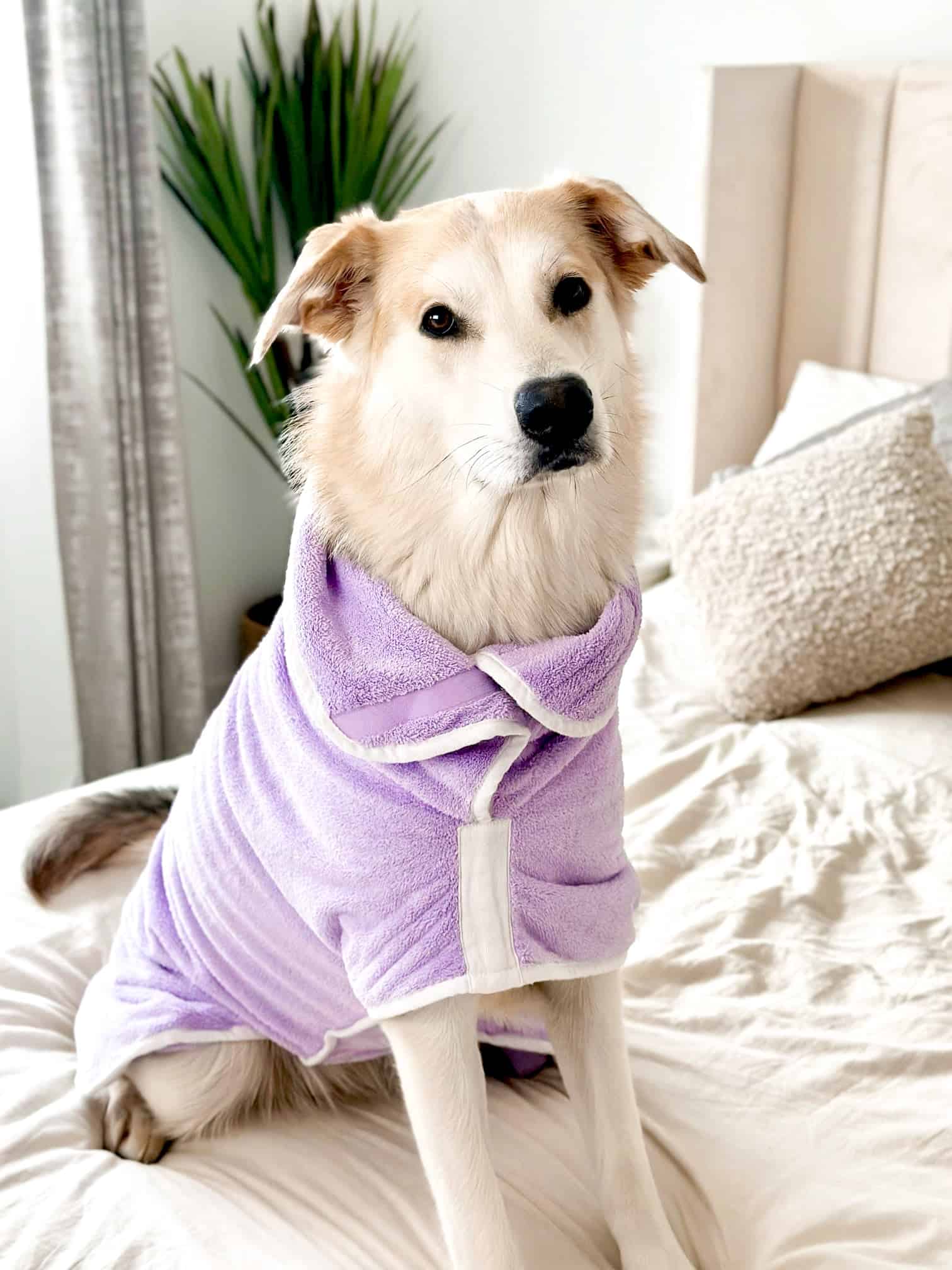 Lilac Dog Drying Coat