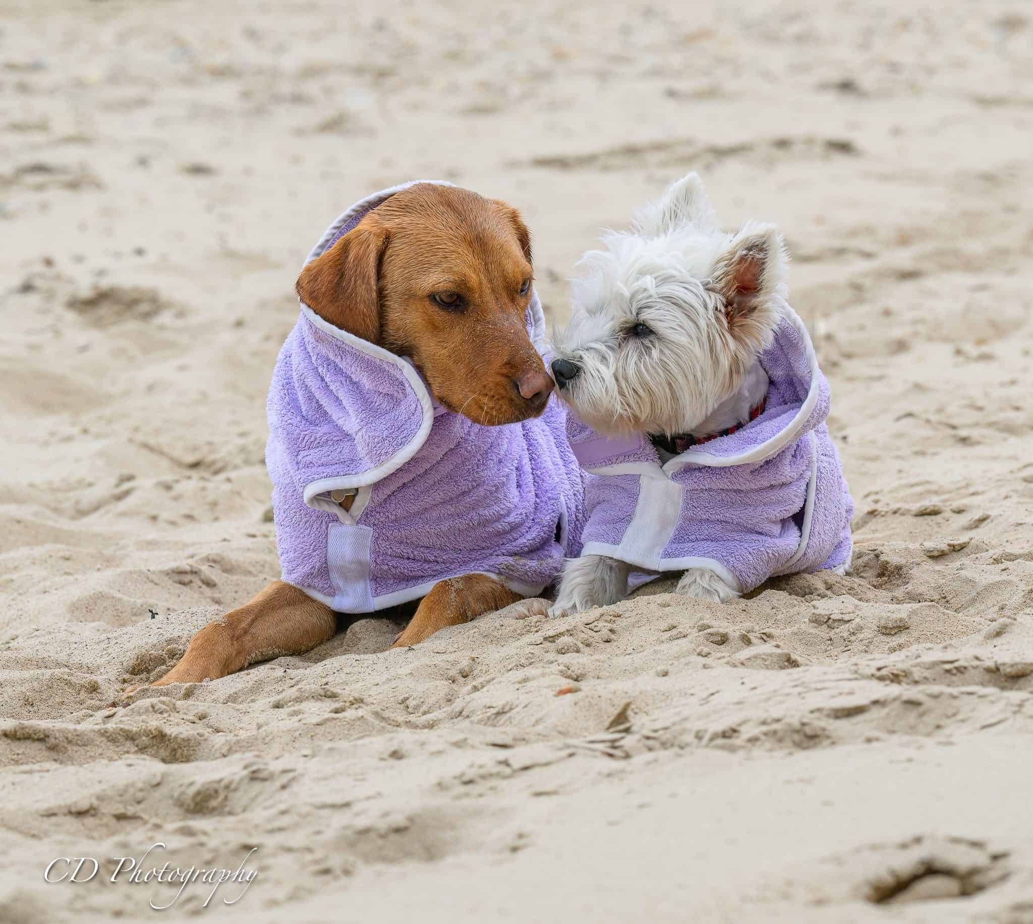 Lilac Dog Drying Robes