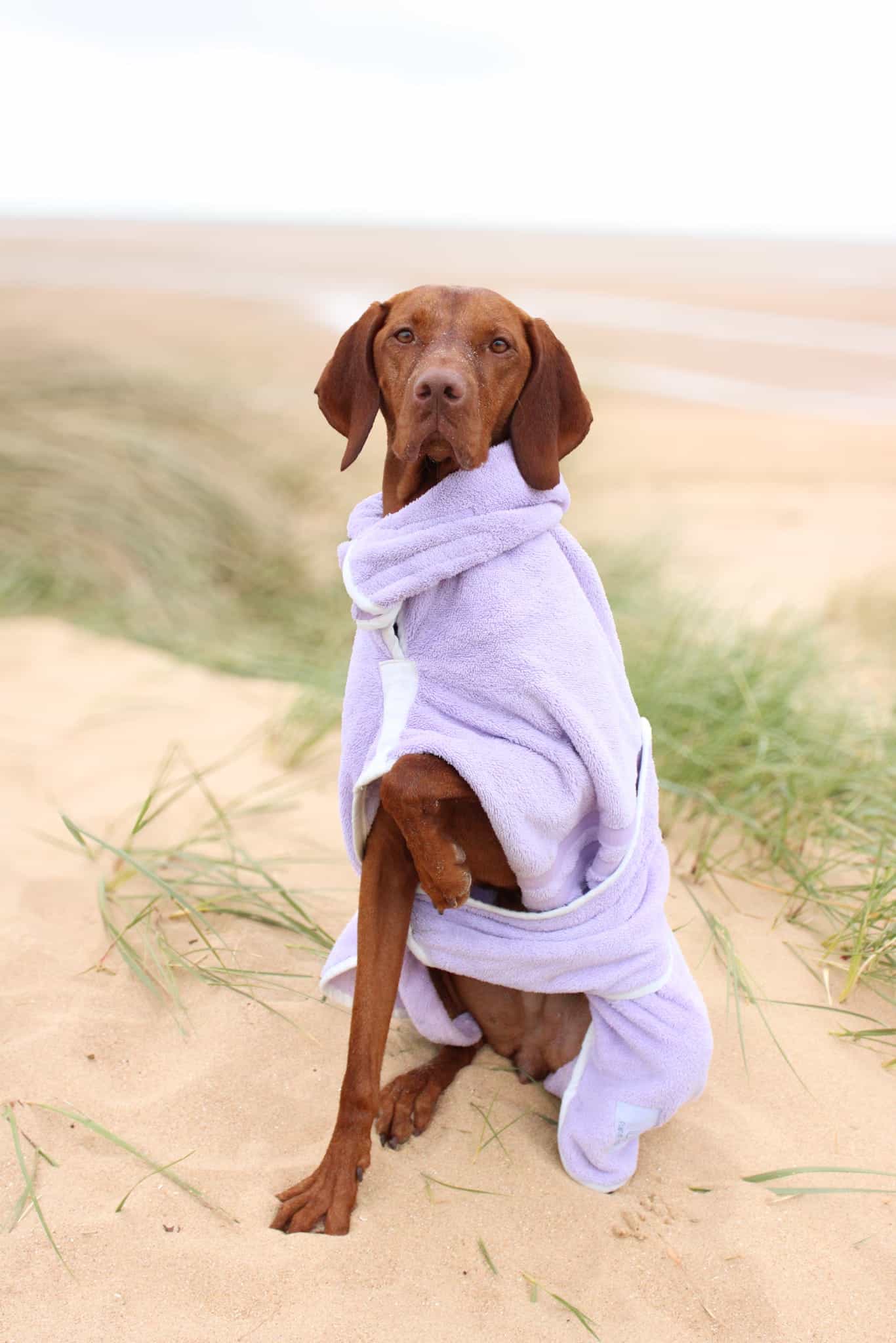 Lilac Dog Drying Coat