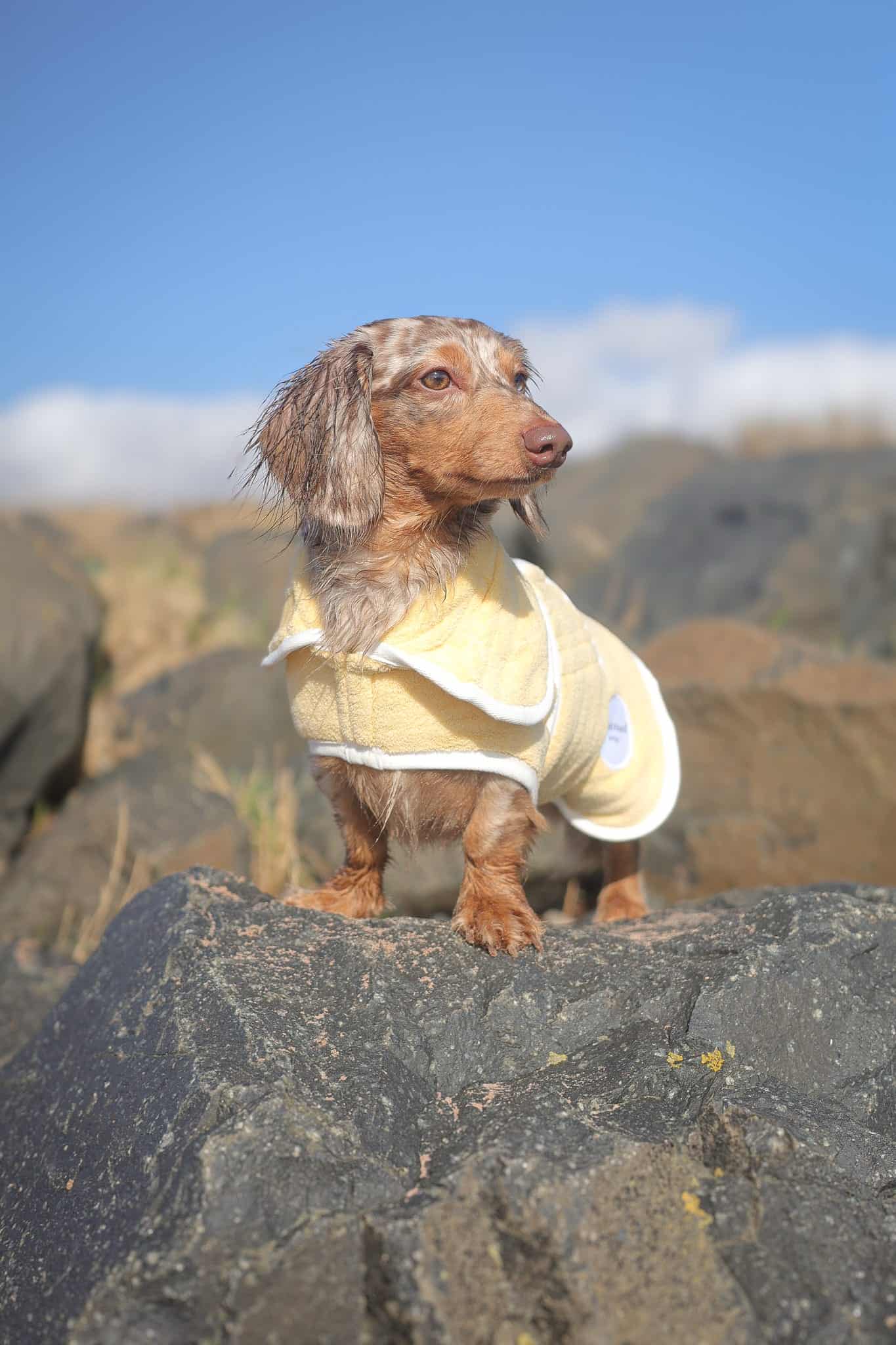 Pastel Pooch Boutique ® Dog Drying Coat