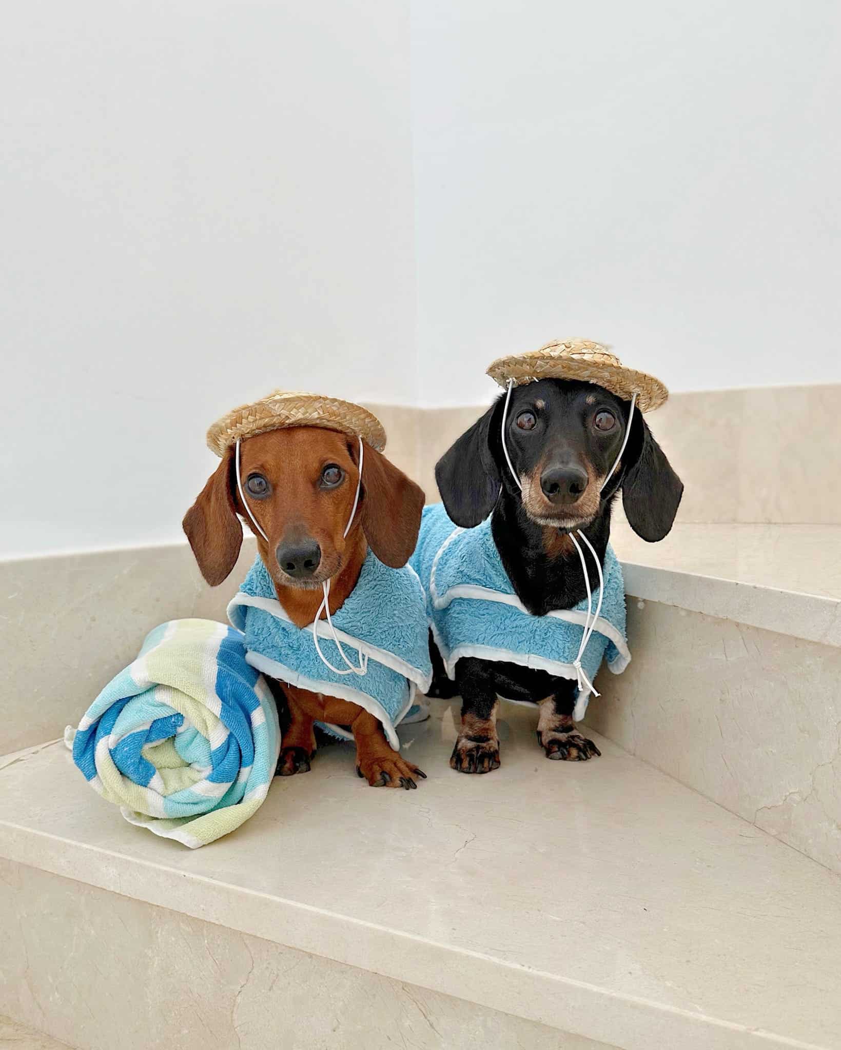 Mini Dachshund Dog Drying Robe