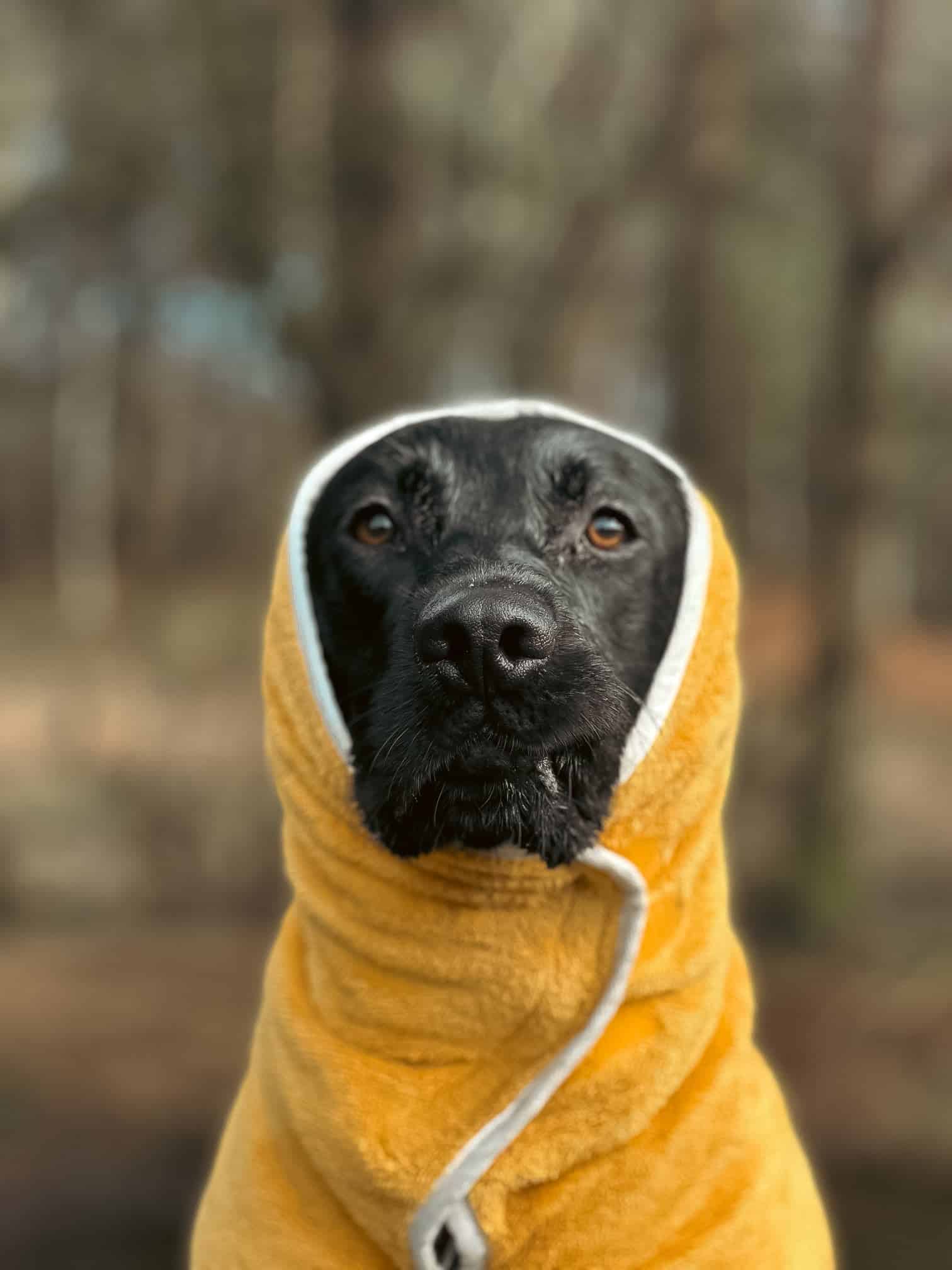 Mustard Dog Drying Coat