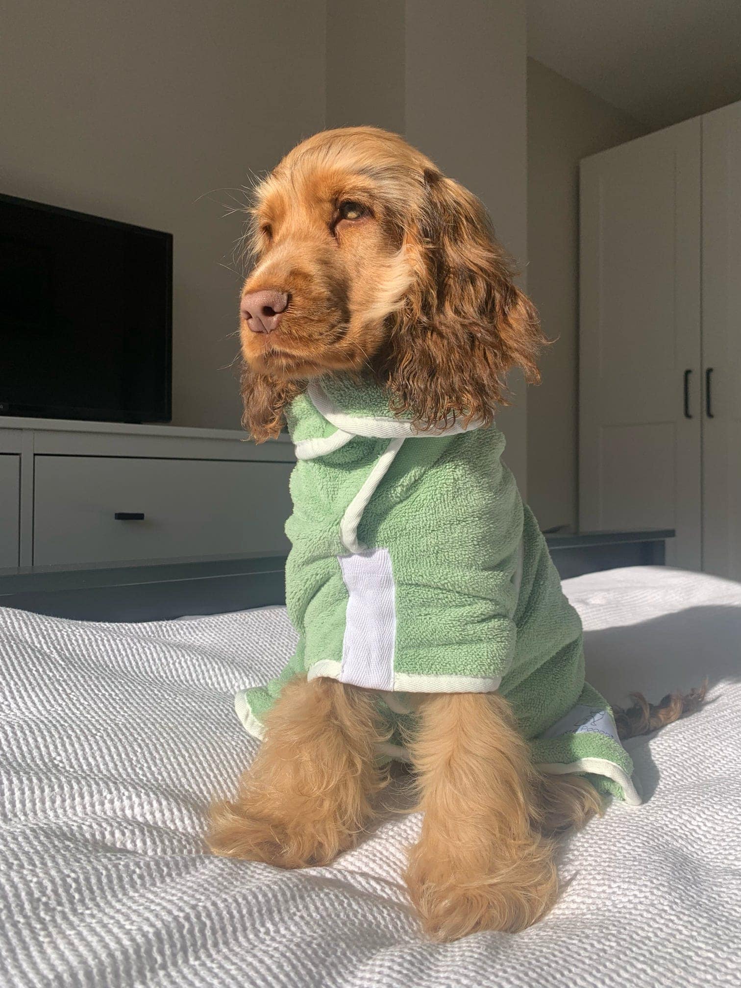 Green Dog Drying Coat