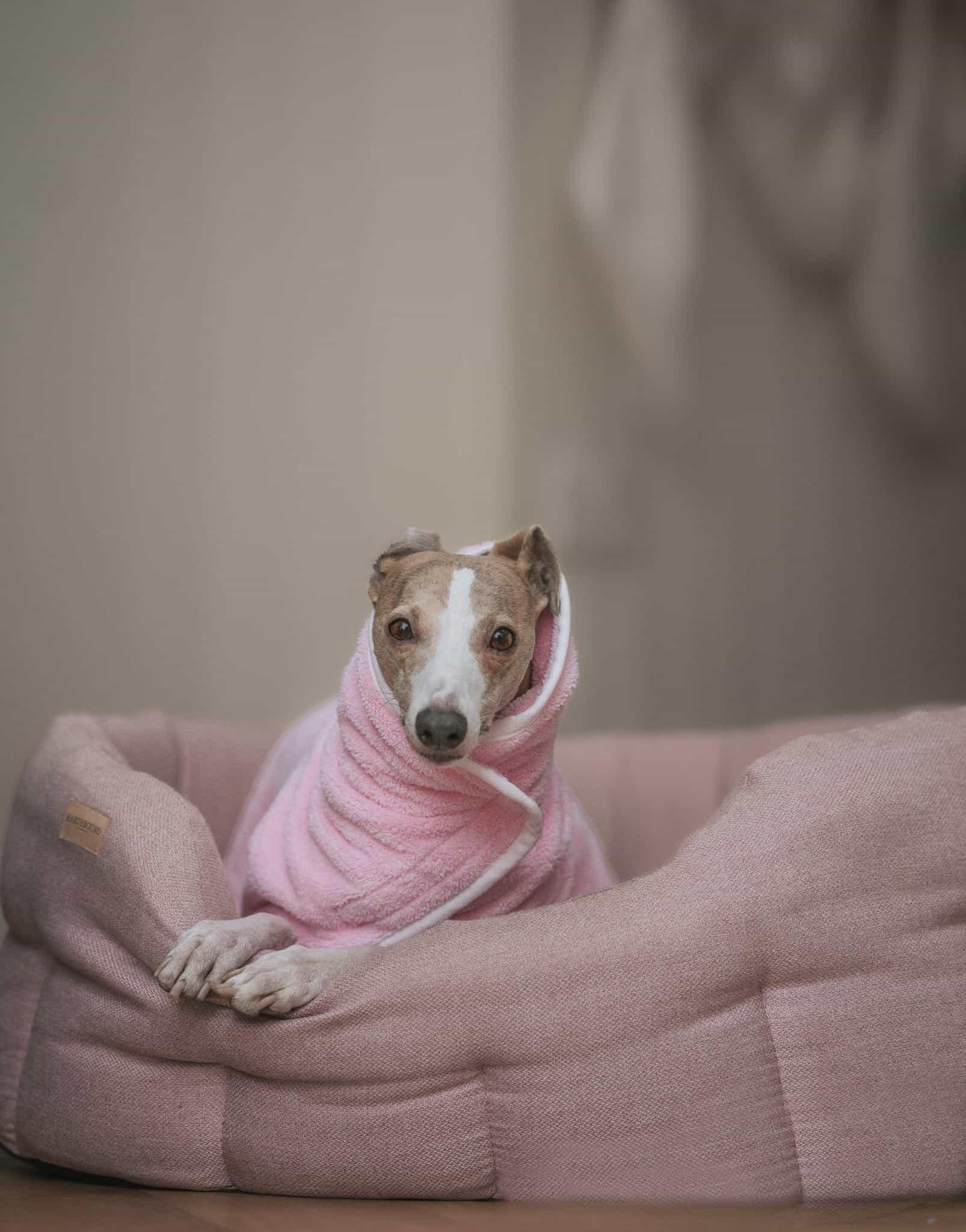 Bubblegum Pink Shaggy high quality coat for Italian Greyhound & Whippet