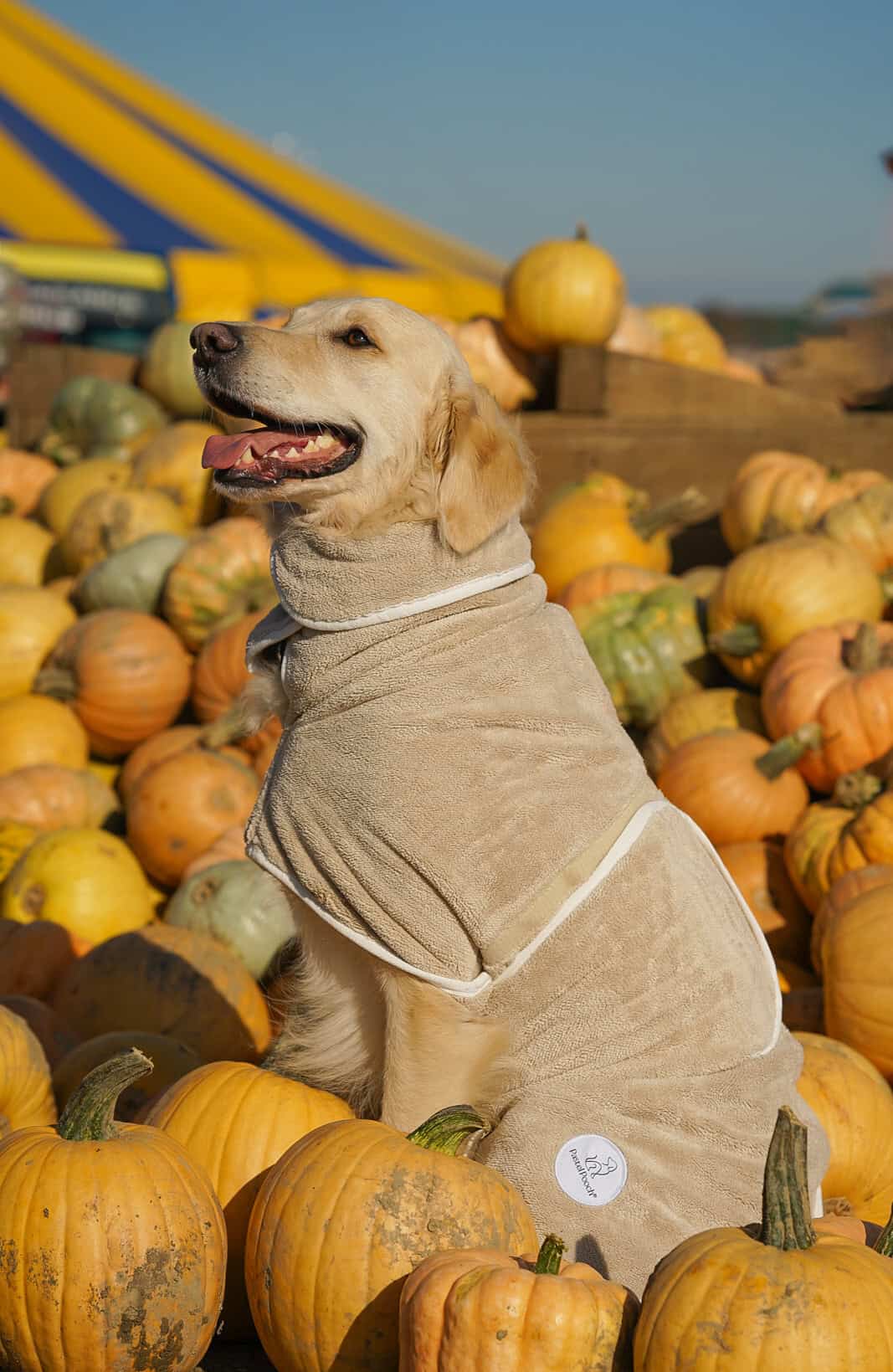 Dog in robe sitting among pumpkins with a colourful striped tent in the background