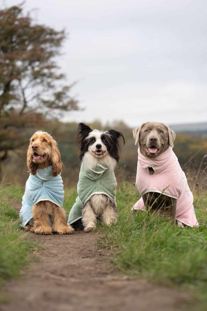 Three dogs in colorful coats standing on a path with trees and sky in the background