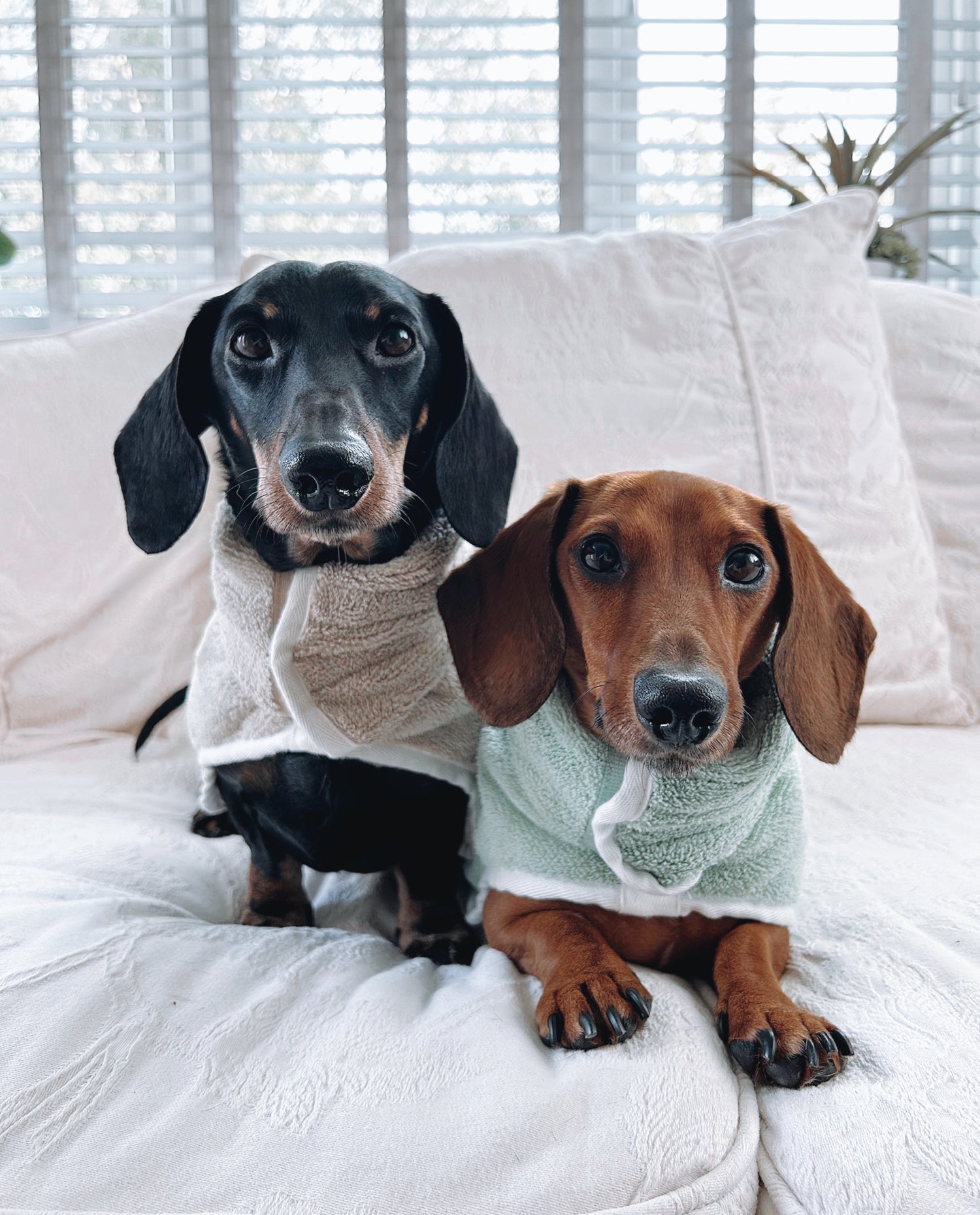 Our Drying Coats Pastel Pooch Boutique