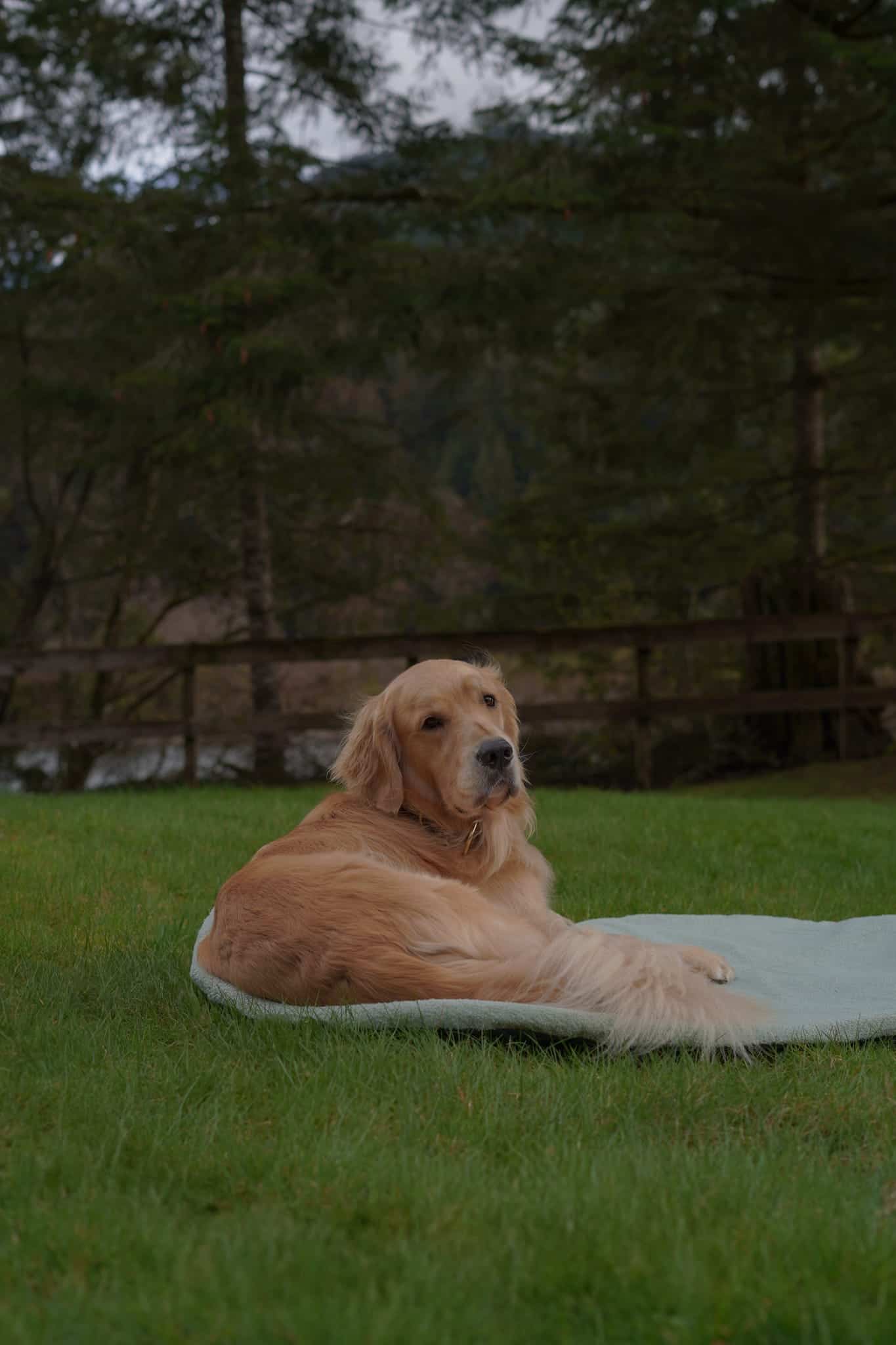 Pastel Pooch Boutique ® Luxe Quilted Bouclé Settle Mat