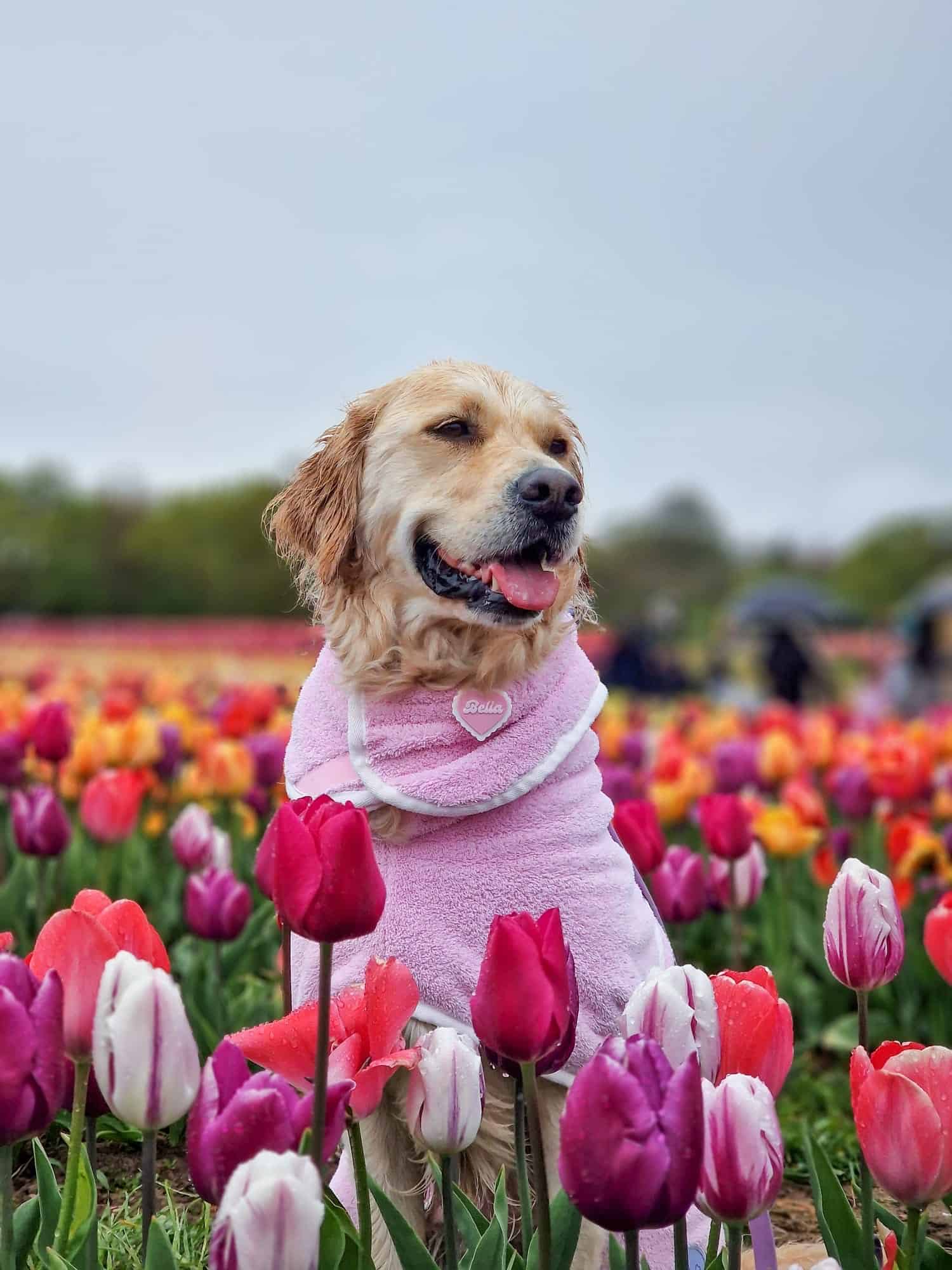 Pastel Pooch® Dog Drying Coat (Gen 2- The Modified)