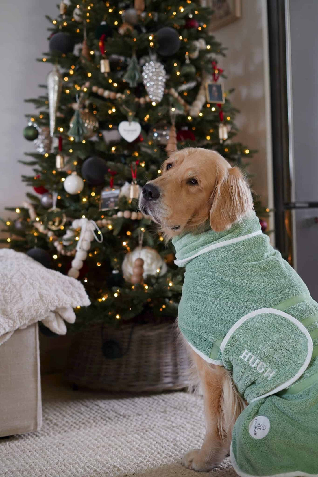 Dog wearing a green robe in front of a decorated Christmas tree