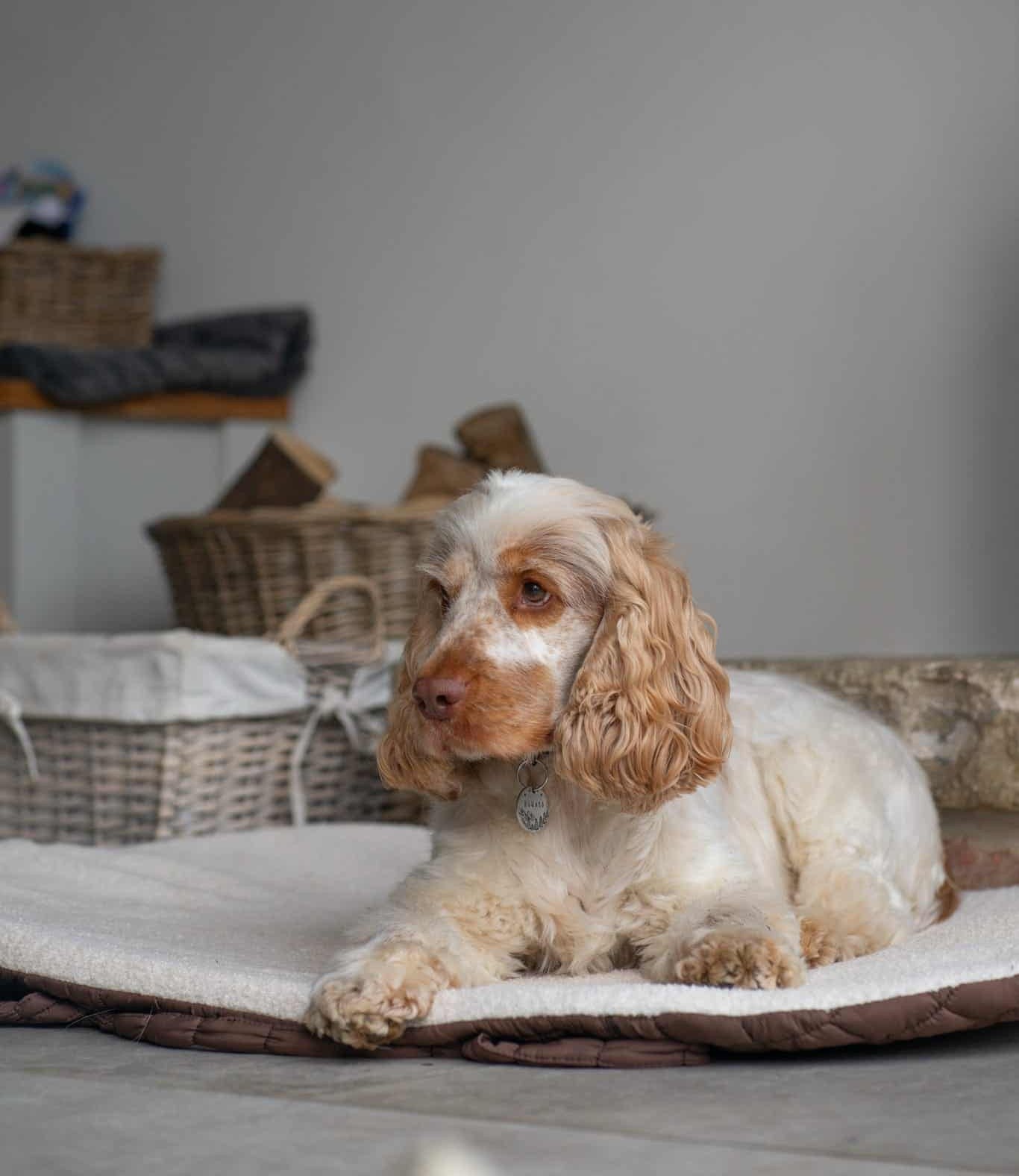 Pastel Pooch Boutique ® Luxe Quilted Bouclé Settle Mat