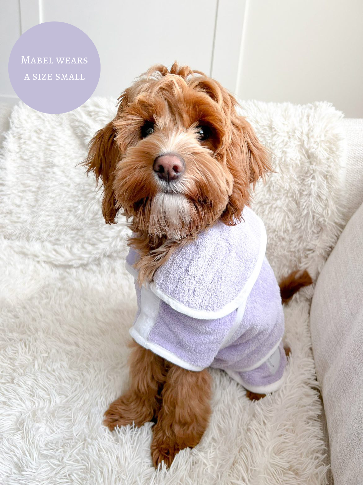 Cockapoo 2024 dog clothes