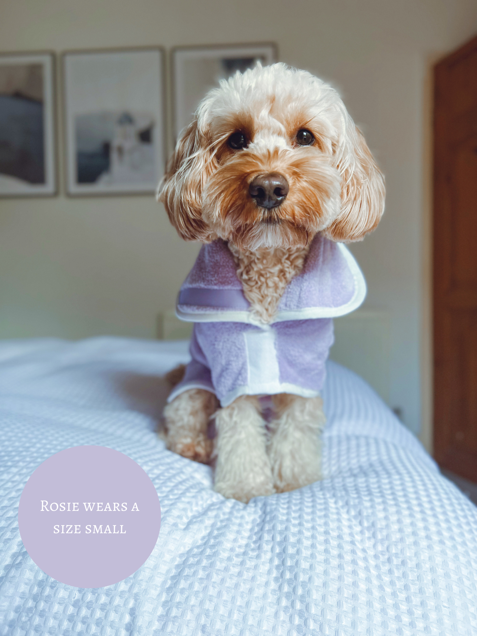 Cockapoo 2024 dog clothes