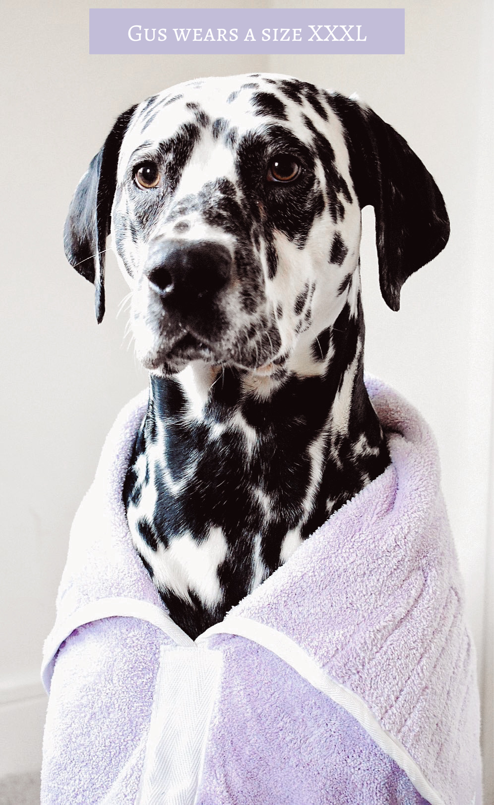 Dalmatian dog outlet coat